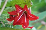 Red Amarylis