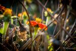Flower In Light