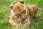 Hungry Lion