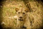 Hungry Lioness