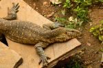 Monitor Lizard