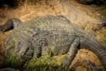 Nile Crocodile