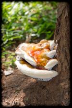 Weird Mushroom