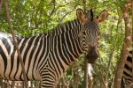 Zebra Photoshoot