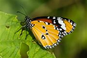 Plain Tiger Butterfly