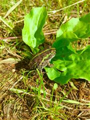 Striped Burrowing Frog Chilling In The Sun