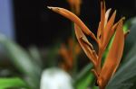 Plant In Big Foot Museum