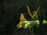 Sunbath On Flover 2