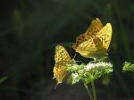 Sunbath On Flover