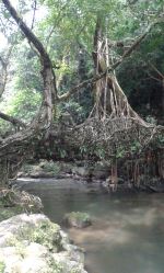 Root Bridge