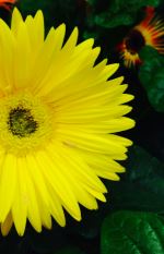 Bright Yellow