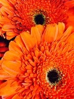 Oranges