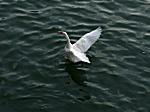 White Wings