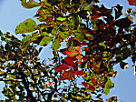 Foliage