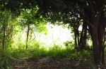 Green View