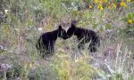 Bear Cubs