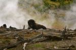 Hot Springs Bison