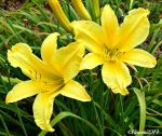 Yellow Blooms With Tiny Ant