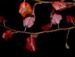 Autumn Colors