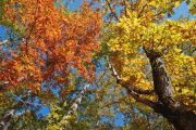 Autumn Colors