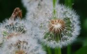 Dandelions