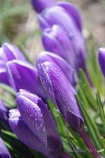 Purple World