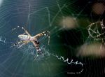 Spider And Its Network