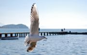 Flight