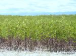 Mangroove Plantation In Olanggo Island