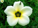 Morning Flower