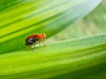 Smile Little Bug
