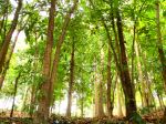 Trees At Family Park Cebu Philippines