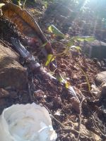 Shell Under Shade