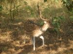 The Royalness Of Nature
