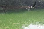 Waterbird