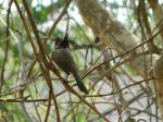 Bulbul