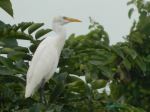 Cattle Egrett