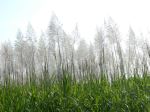 Sugar Cane