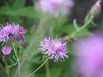 Bee On Purple Flower