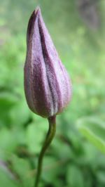 Spring Bud