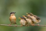 Ashy Pirnia With Chicks