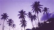 Coconut Trees