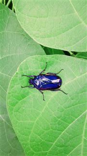 Insect