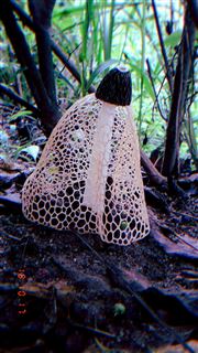 Mushroom