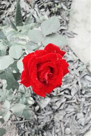 Rose Flower