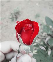 Rose Flower