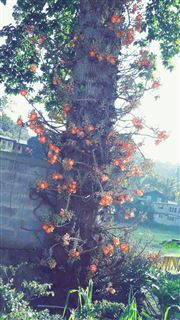 Sal Tree