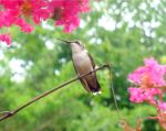 The Silence Of Nature