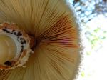 Umbrella Of Nature