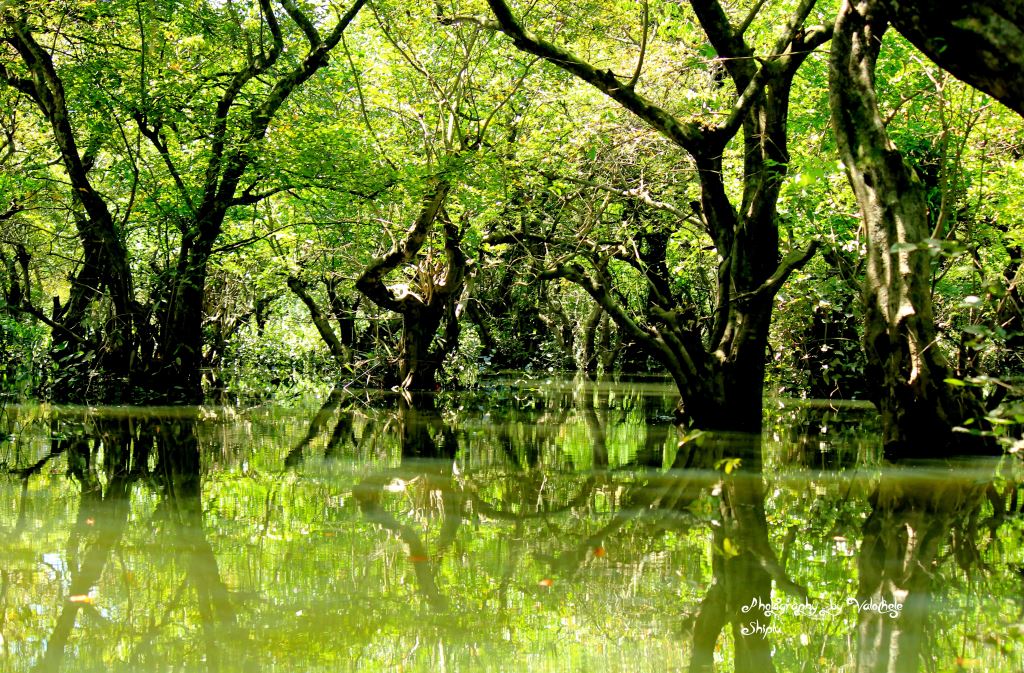 Green Is The Natures Best Color